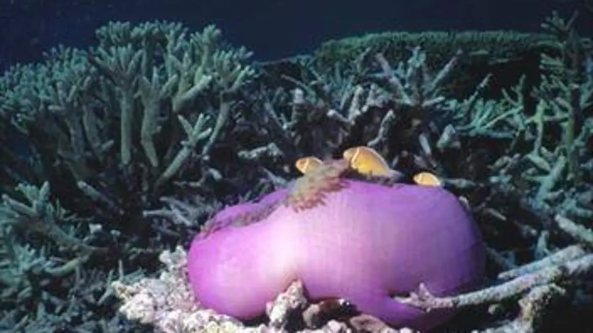 24 heures dans la nature S02E00 Les mers du Sud