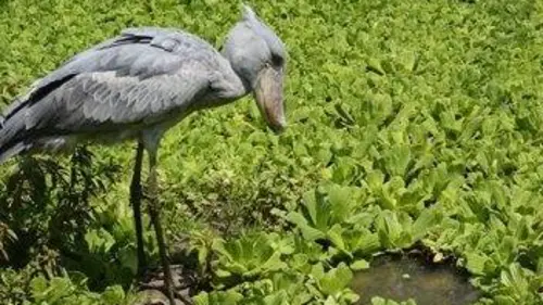 24 heures dans la nature S01E01 La loi de la savane replay
