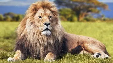 Dans l'arène des félins