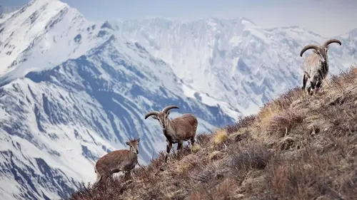 24 heures dans la nature