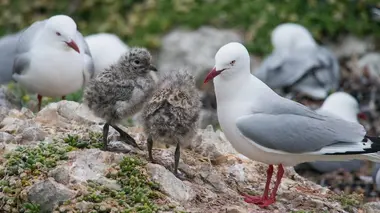24 heures dans la nature S02E00 Nouvelle-Zélande, le monde perdu