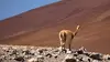 24 heures dans la nature S01E02 Atacama, survivre dans le désert