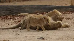 Visuel de 24 heures dans la vie des lions