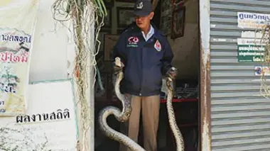 Chasseurs d'animaux venimeux