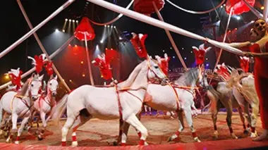 31e Festival international du cirque de Monte-Carlo