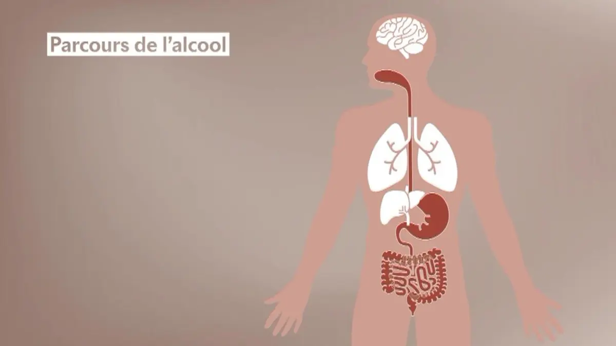 36,9° Alcool, réflexes et cerveau