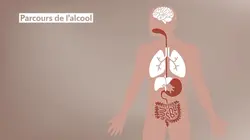 36,9° Alcool, réflexes et cerveau