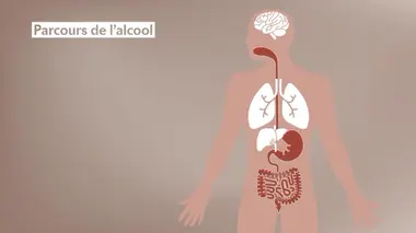 Alcool, réflexes et cerveau
