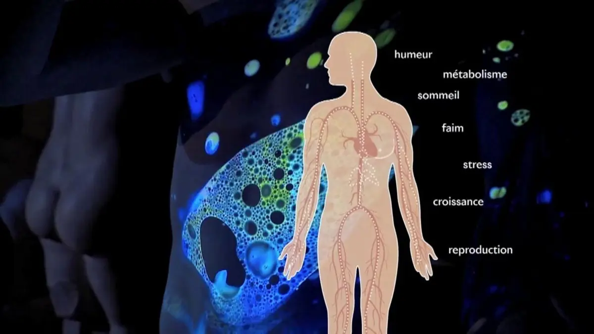 36,9° Ces hormones qui nous gouvernent