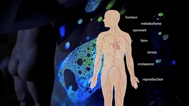 Ces hormones qui nous gouvernent