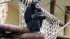 L'homme qui murmurait à l'oreille des chimpanzés