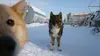 Moscou : les chiens renifleurs d'explosifs