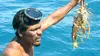 Nicaragua, la malédiction des pêcheurs de langoustes
