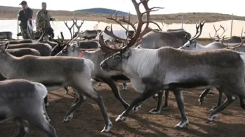 360°-GEO La Laponie, le grand embouteillage