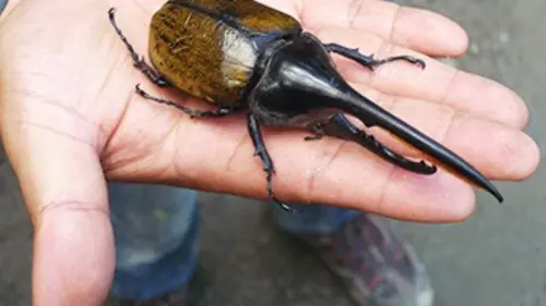 360°-GEO Trafic d'insectes en Bolivie
