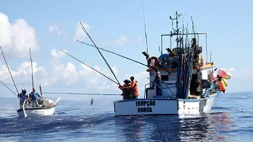 360°-GEO Les Açores, le sort des baleines