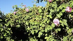 360°-GEO Oman, les roses du désert