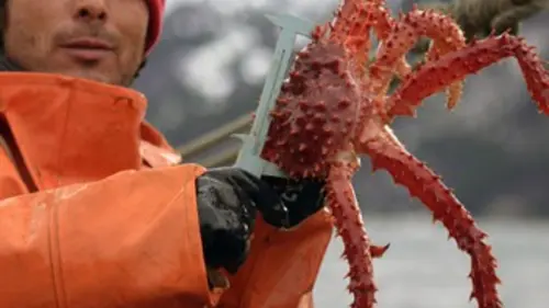 360°-GEO Les pêcheurs de crabes de la Terre de Feu