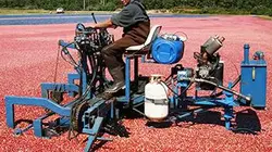 GEO Reportage Cap Cod, le temps des cranberries