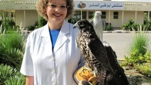 GEO Reportage Abou Dhabi, au chevet des faucons