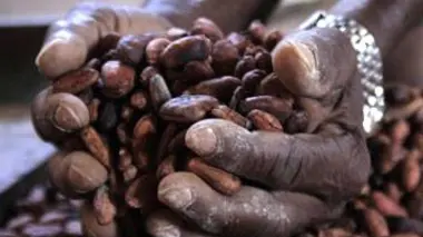 Equateur, l'autre pays du chocolat