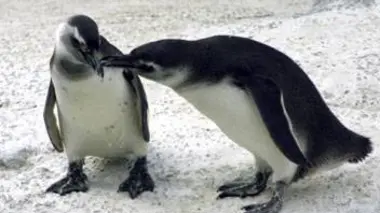 Les Malouines, paradis des manchots