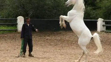 Les pur-sang de Jordanie