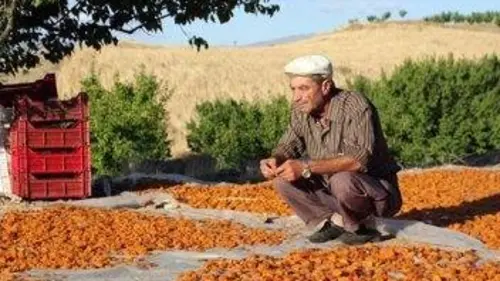 GEO Reportage Les abricots d'Anatolie