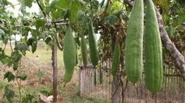 Maisons végétales au Paraguay