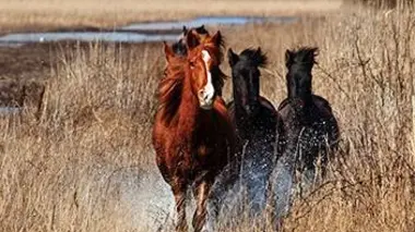 Danube bleu et chevaux sauvages