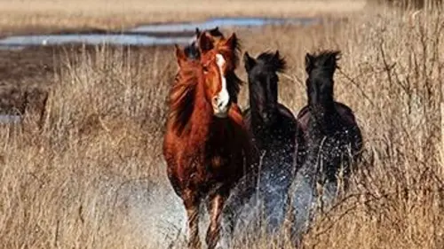 GEO Reportage Danube bleu et chevaux sauvages
