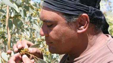 Le cuisinier du bush australien