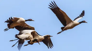 La migration des grues au Bhoutan