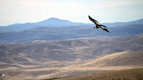 GEO Reportage E325 Sur les ailes du condor des Andes