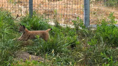 Sur la trace du lynx ibérique