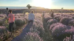 GEO Reportage E538 Les seigneurs de la lavande