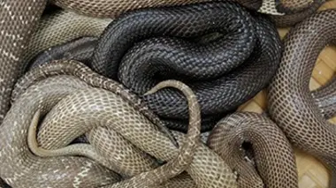 Viêtnam, du cobra au menu