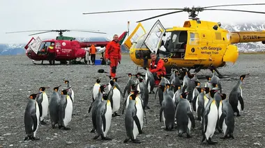 Bird Island, le paradis des oiseaux dans l'Antarctique