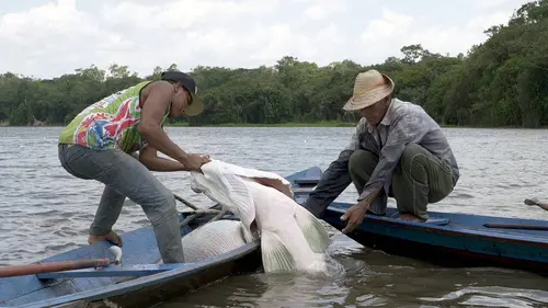 GEO Reportage E492 Arapaïma, le poisson géant d'Amazonie