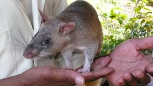 360°-GEO Les rats démineurs de Tanzanie
