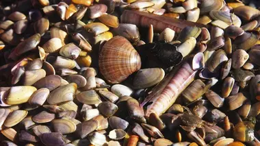 Camargue : la guerre des tellines