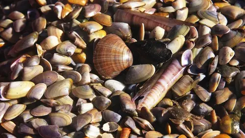 GEO Reportage S17E415 Camargue : la guerre des tellines