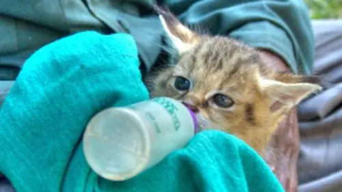 360°-GEO L'Inde, la clinique des tigres