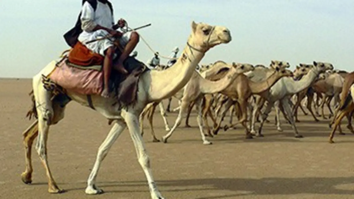 360°-GEO Les derniers caravaniers du Sahara