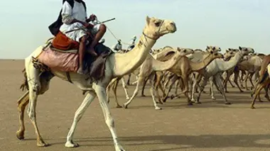 Les derniers caravaniers du Sahara