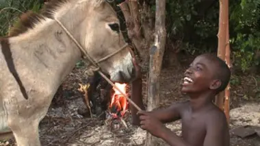 Lamu, l'île aux ânes
