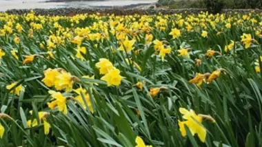Scilly, îles aux narcisses