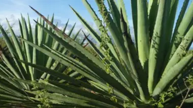 Le mezcal, eau-de-vie mexicaine