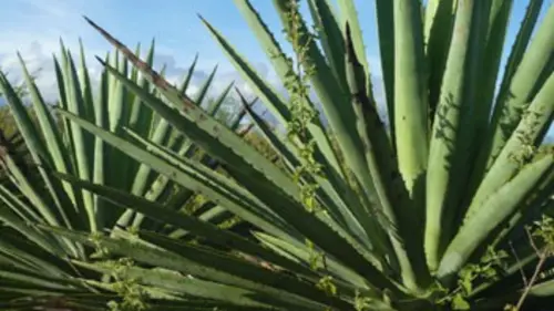 360°-GEO Le mezcal, eau-de-vie mexicaine