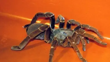 Arizona, au pays des veuves noires